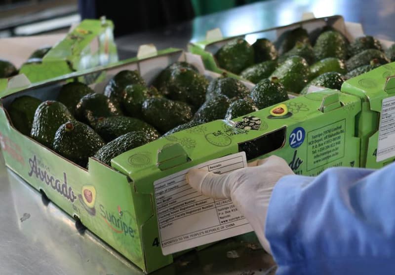 images/1662366479780avocado washing sorting machine.jpg